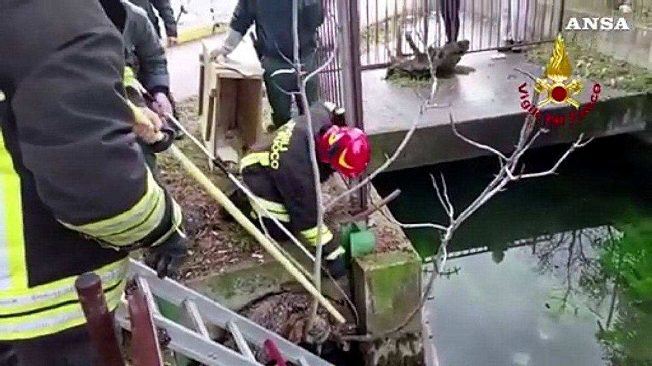 Un lupo intrappolato in un canale nel centro di Verona - Video: il commovente salvataggio dei vigili del fuoco