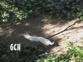 PAON BLANC @ MAGUELONE 2008