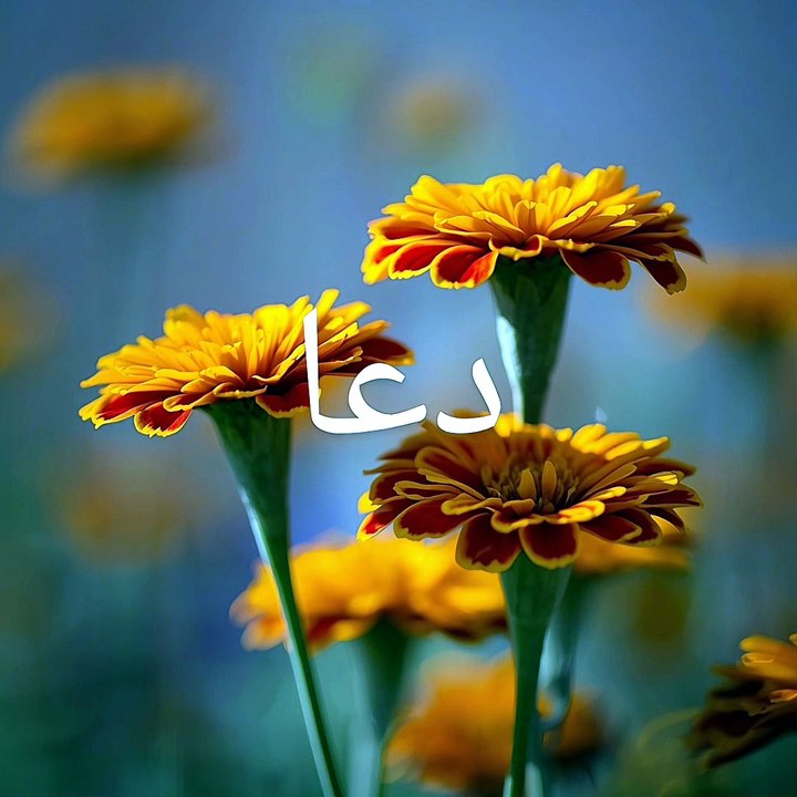 دعا