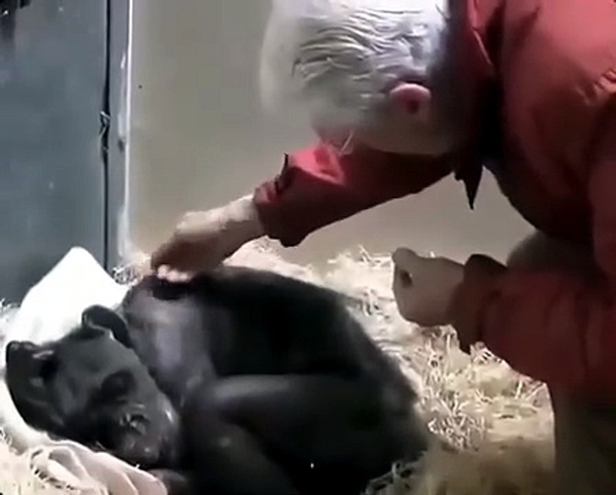 Elderly Chimpanzee Recognizes Her Caretaker After 40 Years | Emotional Final Reunion