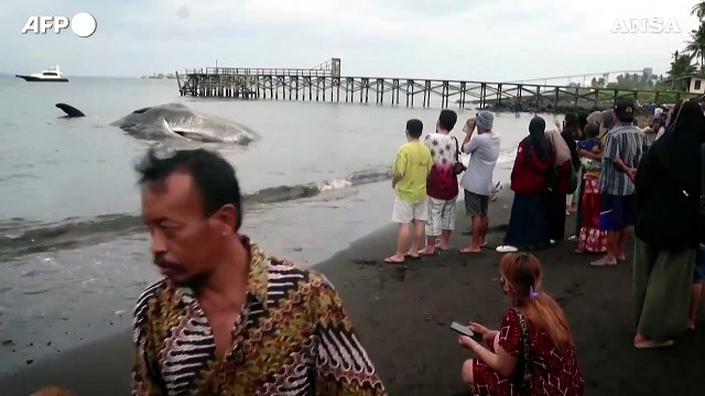 Indonesia, capodoglio muore dopo essersi arenato al largo dell'isola di Giava