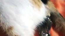 My baby become Mom (cat)