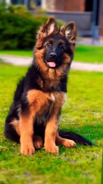 Funny German shepherd dog 🐾🐶💕😂😂😂follow me pleas on daily motion my channel please like subscribe thanks for watching All world