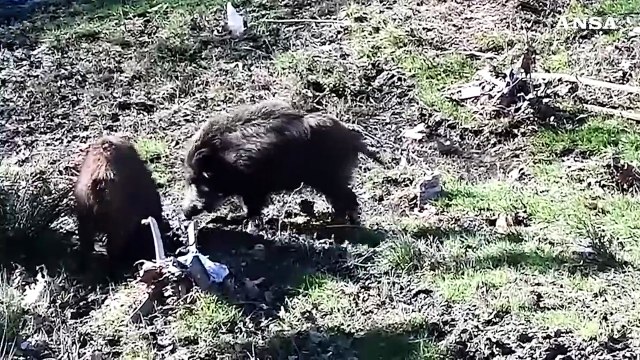 Peste suina: a un anno allevamenti salvi ,ma export soffre