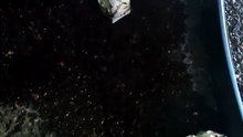 抖音新剧上线# 邵巍＆唐之斐 - 豪门月嫂，一不小心成了全家白月光2 (全集下篇)