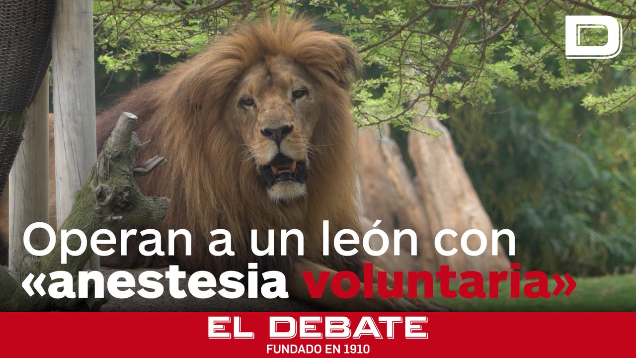 La asombrosa operación a un león en Bioparc Valencia tras aplicarle una «anestesia voluntaria»