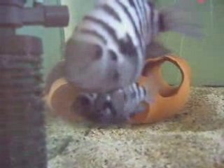 Convict Fry  (Zebra cichlid yavruları)