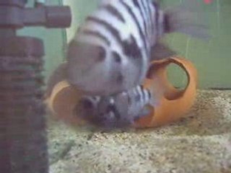 Convict Fry  (Zebra cichlid yavruları)