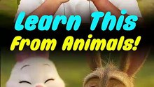 Learn This From Animals! __ Acharya Prashant