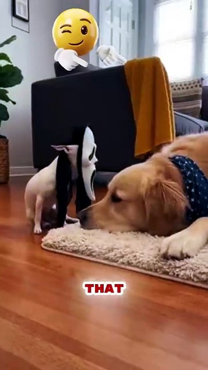 Dog Prank Gone Wrong 😂