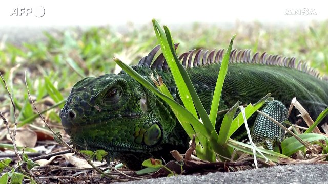 Ondata di freddo negli Usa, iguane congelate cadono dagli alberi in Florida
