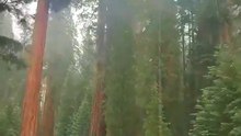 sequoia national park