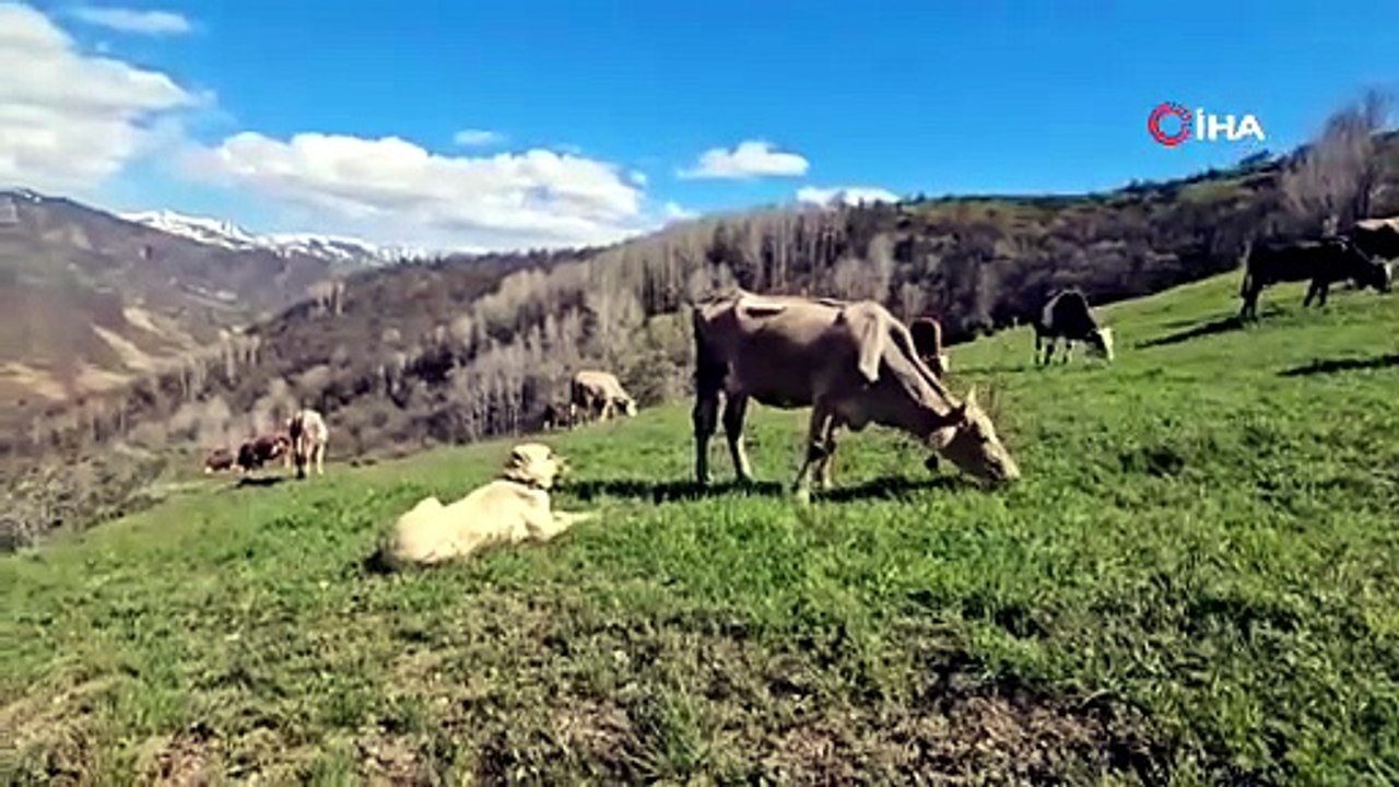 Ayılar gitmeyince beddua etti, gülümsetti