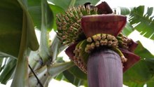 Bananas: One of the world's most complex fruits, traced by ancient Pacific dental plaque