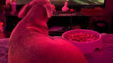 pup watching jennifer's body