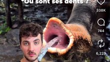 Cet ÉNORME insecte pique ? #capricorne #piqure #react #animaux #nature