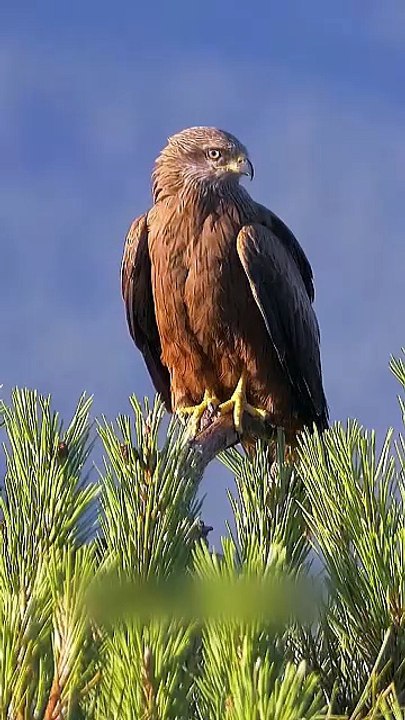 Majestic Bird of Prey Calling Loudly While Perched on a Pine Tree Branch
