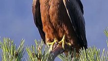 Majestic Bird of Prey Calling Loudly While Perched on a Pine Tree Branch