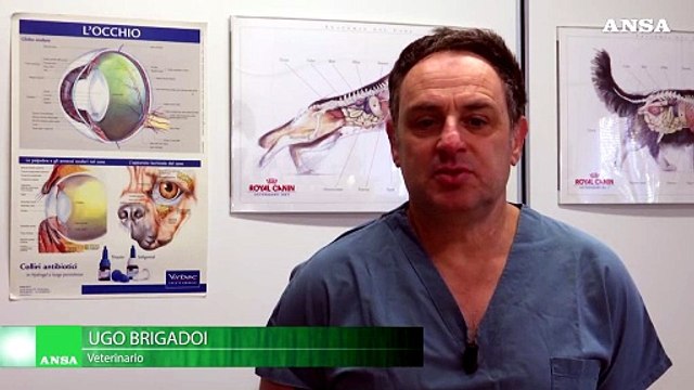 In Alto Adige dal 2024 scatta l'esame obbligatorio del DNA per i cani