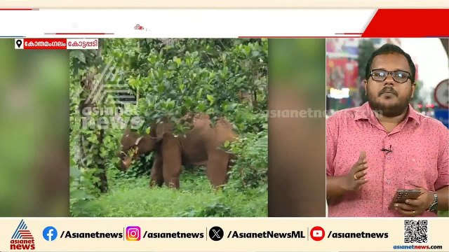 കോതമം​ഗലത്ത് ജനവാസ മേഖലയിൽ കാട്ടാനയുടെ ആക്രമണം; പ്രദേശത്തെ കൃഷി നശിപ്പിച്ചെന്ന് പരാതി| Kothamangalam