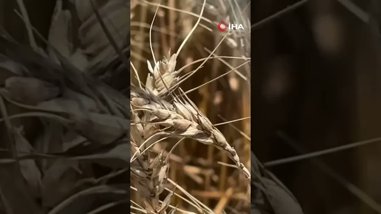 Turfanda buğdayda hasat başladı