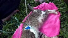 A Mother Cat’s Final Sacrifice for Her Babies