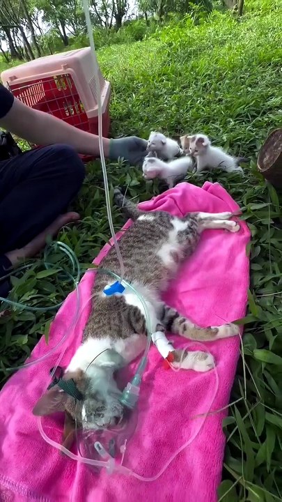A Mother Cat’s Final Sacrifice for Her Babies