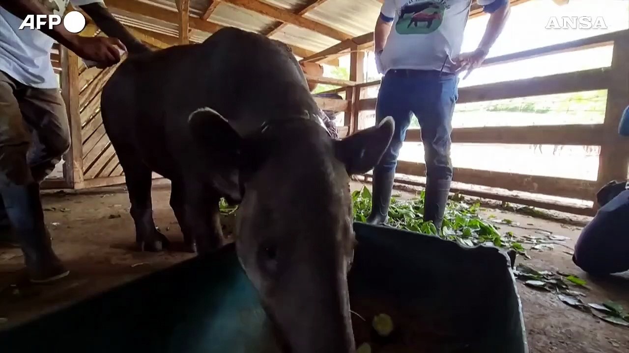 Il Nicaragua rilascia sette tapiri in natura per la riproduzione