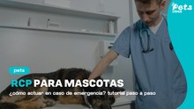 ¿Cómo dar RCP a tu mascota? Guía de emergencia paso a paso