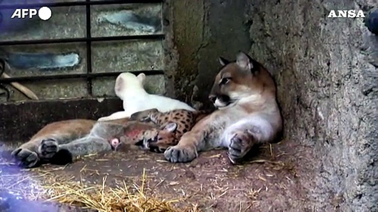 Raro cucciolo di puma albino nato in uno zoo in Nicaragua
