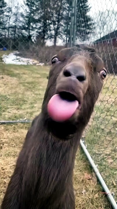 viral comedy video