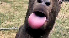 viral comedy video