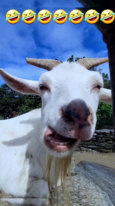 viral funny video compilation