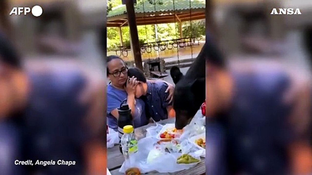 Messico, aggiungi un posto a tavola: orso irrompe al picnic (e gradisce)