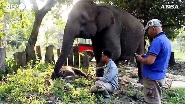 Indonesia, fiocco rosa al parco nazionale: nato un cucciolo di elefante di Sumatra