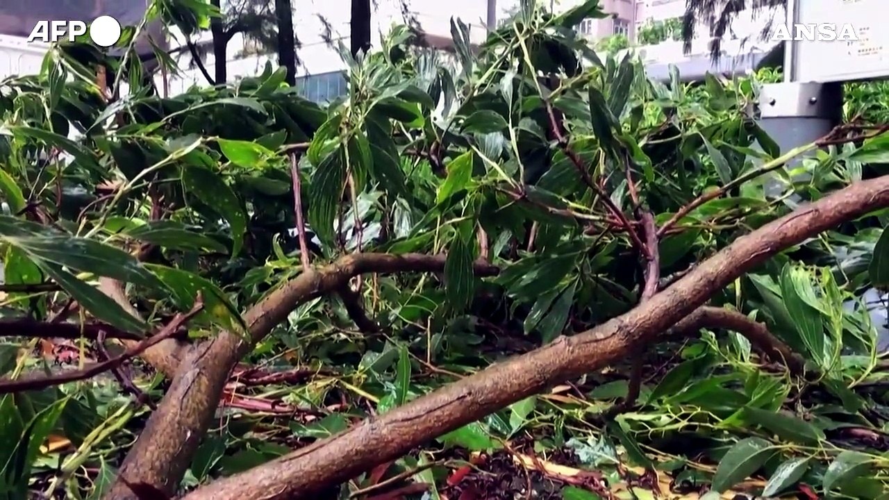 Il tifone Saola colpisce Hong Kong, alberi abbattuti e rami spezzati