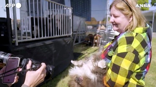 Usa, Scooter e' il cane piu' brutto del mondo
