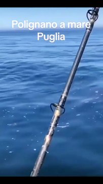 Avvistato uno squalo a largo di Polignano - Video