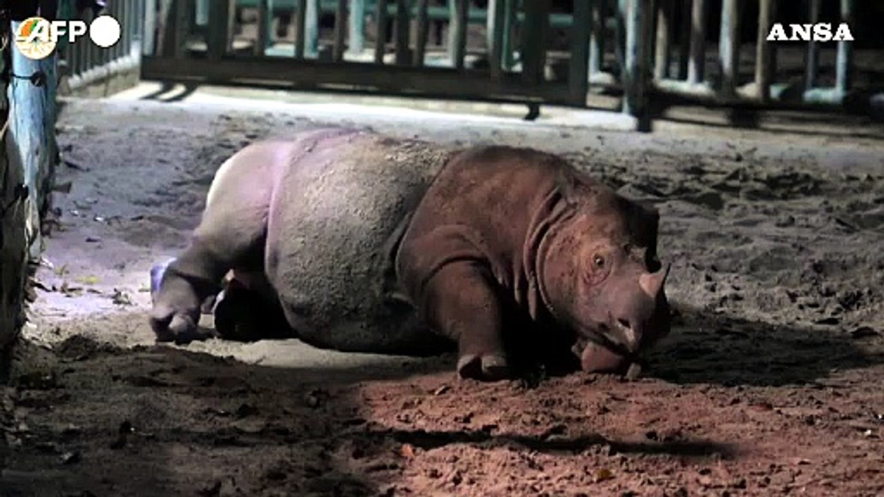 Indonesia, nato un cucciolo di rinoceronte di Sumatra al parco nazionale di Lampung