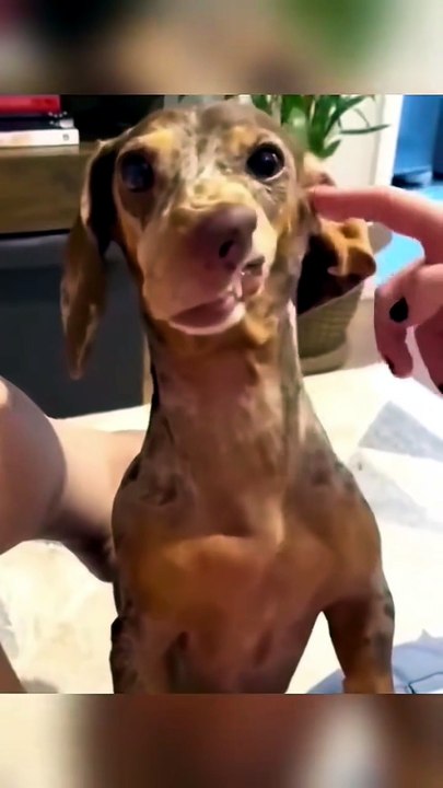 On gratte le chien, hilarant !