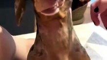 On gratte le chien, hilarant !