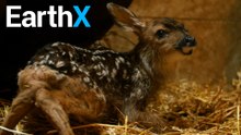 This Deer is 1.5 Hours Old | Wild Bear Rescue | EarthX