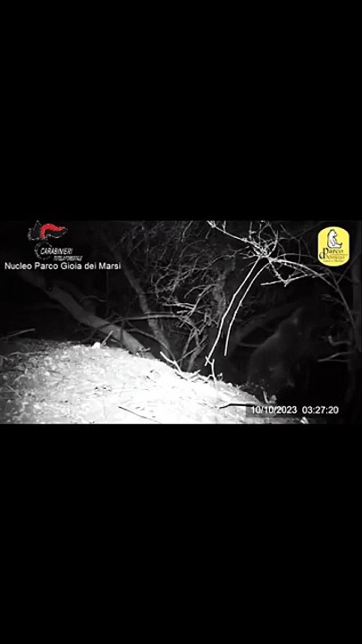 L’eccezionale video notturno che cattura i due cuccioli dell'orsa Amarena: stanno bene