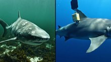 🚨 BREAKING: Scientists Finally Identified the Predator That Swallowed TWO Tagged Sharks Whole