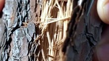 Precision Extraction: Peeling Aged Tree Bark