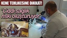 Keneler Sadece KKKA Değil, Yüzlerce Hastalığın Taşıyıcısı Olabilir