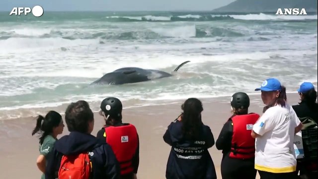 Brasile, capodoglio arenato su una spiaggia di Florianopolis