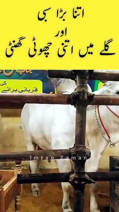Itna bara SIBBI or itni choti GHANTI 😍