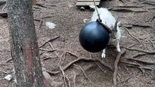 Ce bouc s'amuse comme un fou avec une balle