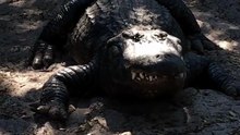 Un alligator éternue